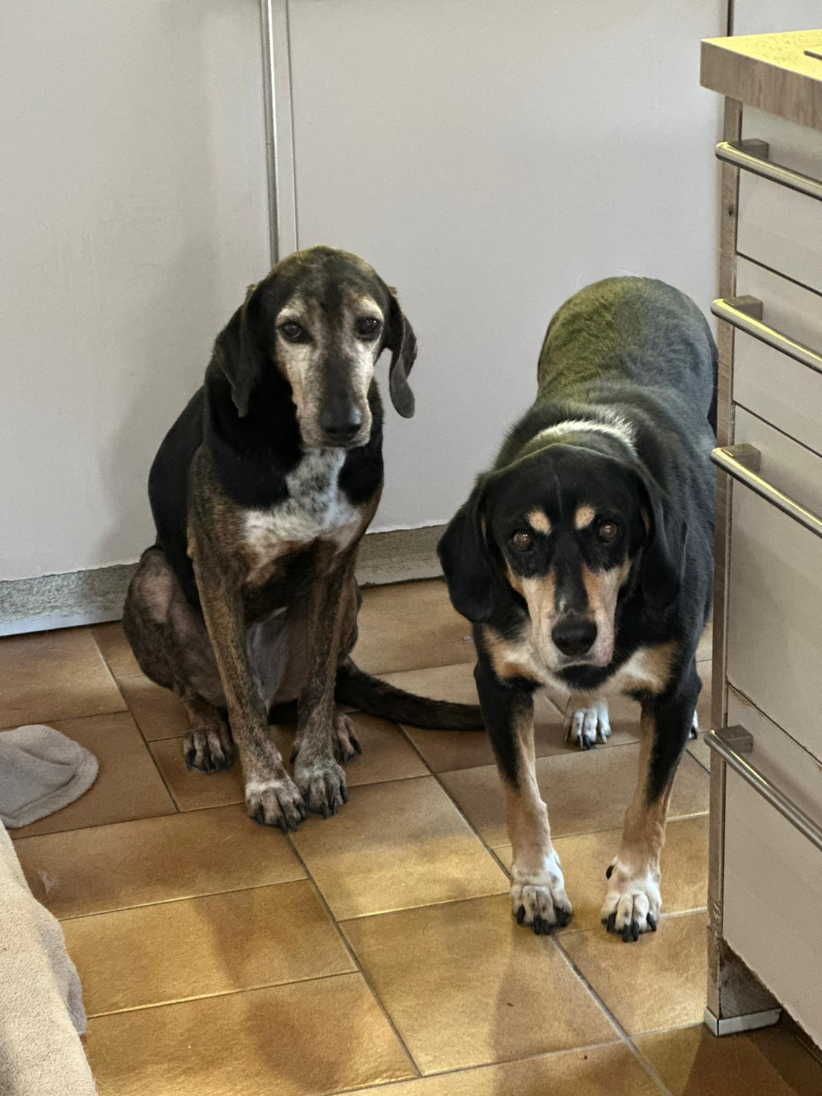 Elpida Zorro Dodsavior Sep25 1