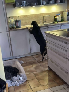 Elpida Zorro Dodsavior Sep25 3