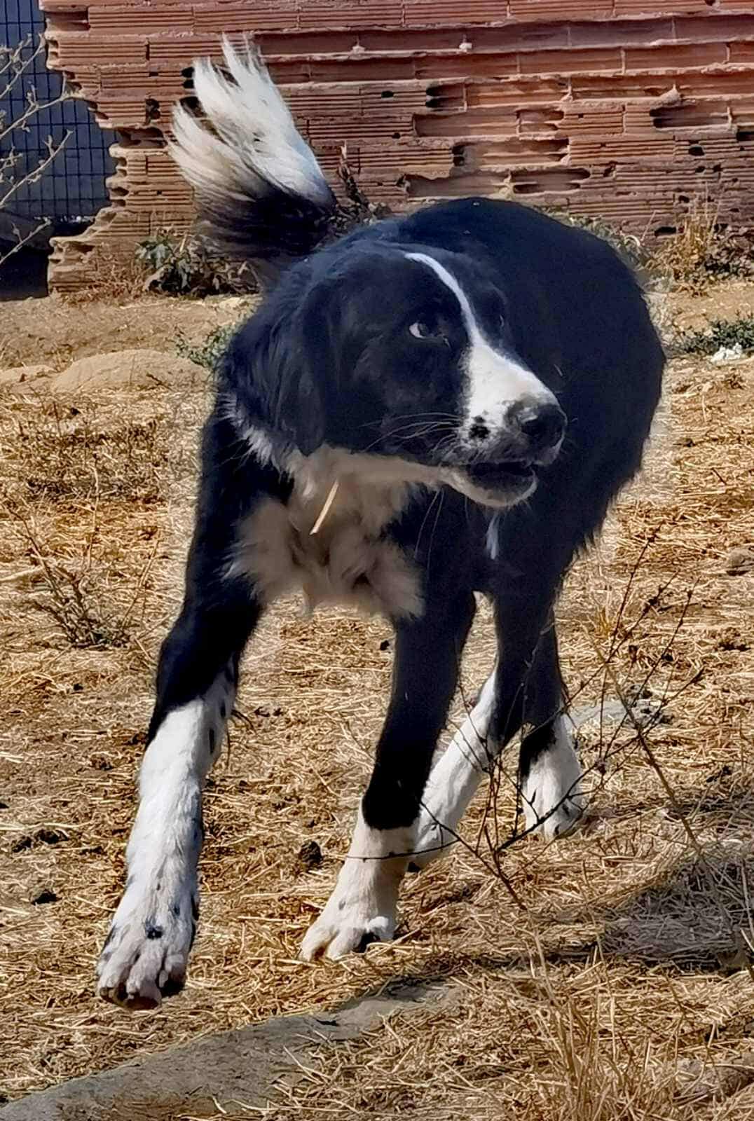 Gordon Zorro Dogsavior Nov25 1