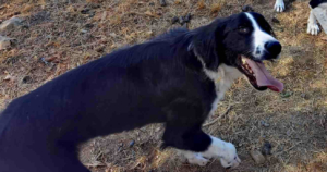 Gordon Zorro Dogsavior Nov25 2