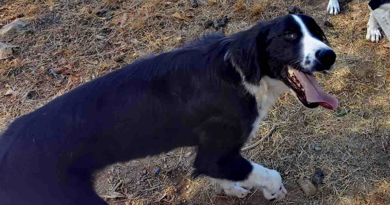 Gordon Zorro Dogsavior Nov25 2