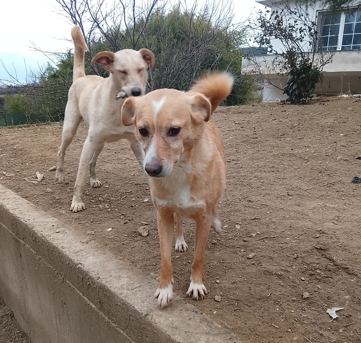 Hedi Zorro Dogsavior Jan26 1