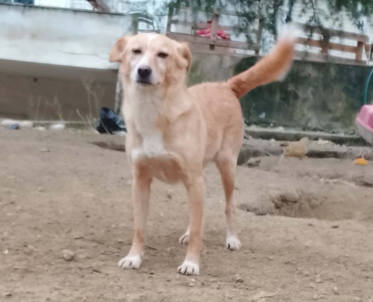 Hedi Zorro Dogsavior Jan26 2