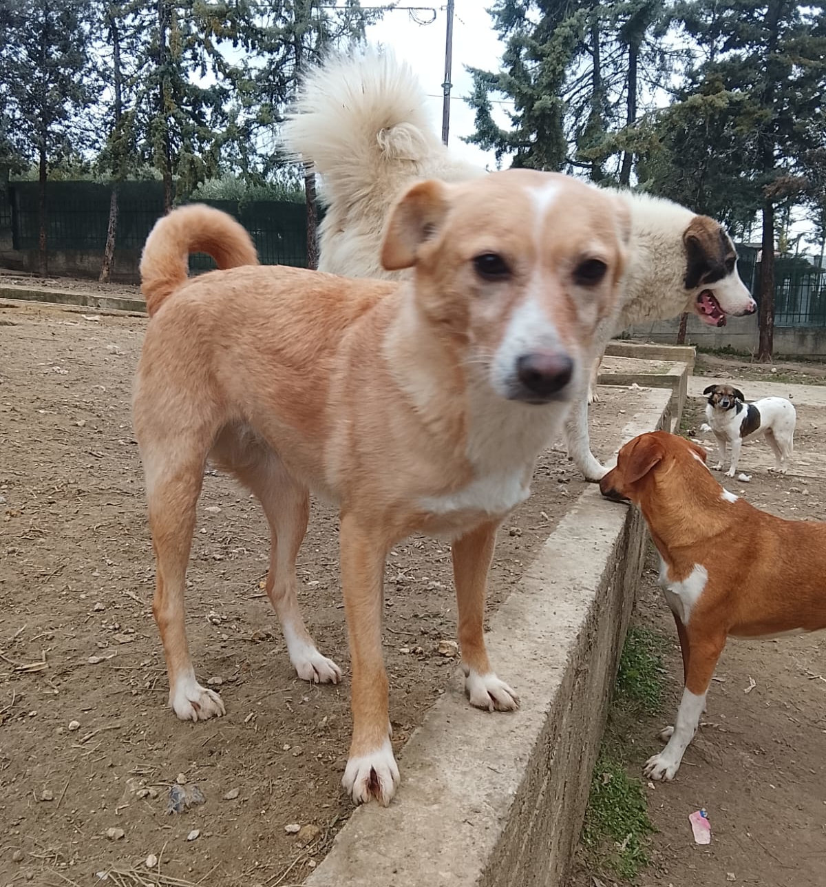 Hedi Zorro Dogsavior Jan26 3