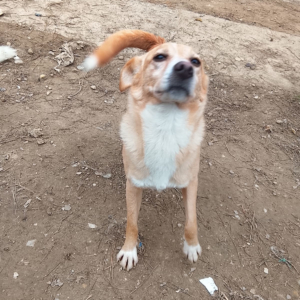 Hedi Zorro Dogsavior Jan26 4