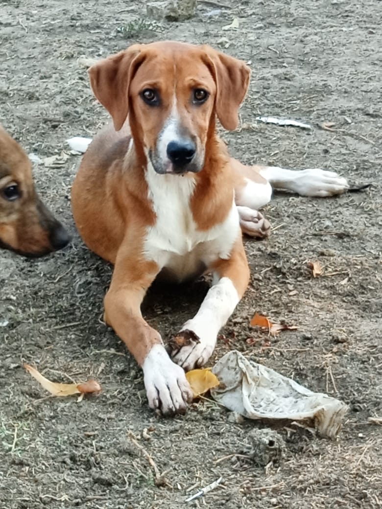 Ira Zorro Dogsavior Aug25 1