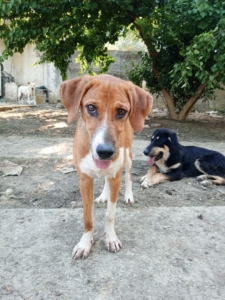 Ira Zorro Dogsavior Aug25 2