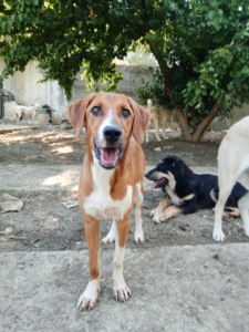 Ira Zorro Dogsavior Aug25 3