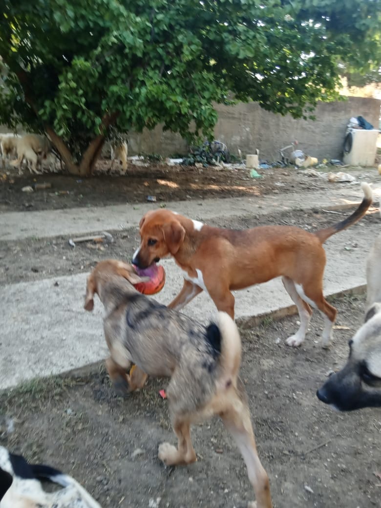 Ira Zorro Dogsavior Aug25 4
