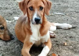 Ira Zorro Dogsavior Aug25 Beitragsbild