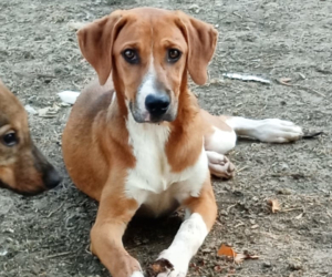 Ira Zorro Dogsavior Aug25 Beitragsbild