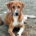 Ira Zorro Dogsavior Aug25 Beitragsbild