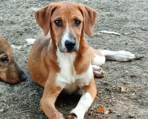 Ira Zorro Dogsavior Aug25 Beitragsbild