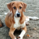 Ira Zorro Dogsavior Aug25 Beitragsbild
