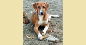 Ira Zorro Dogsavior Aug25 SocialMedia