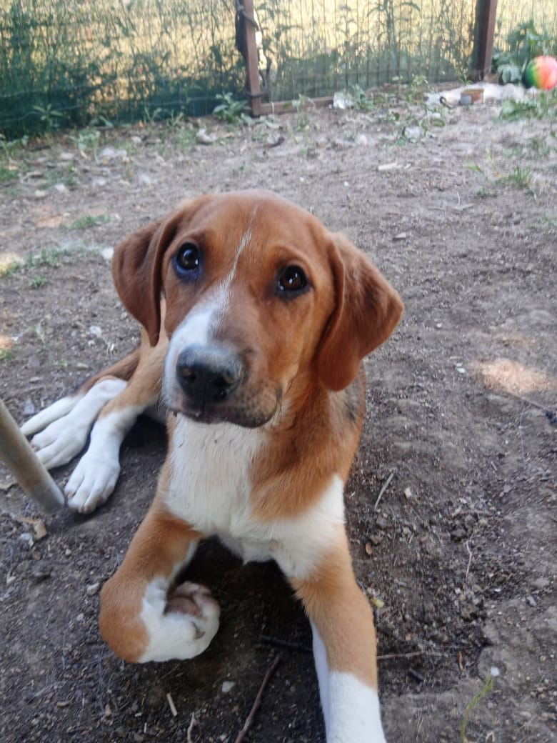 Ira Zorro Dogsavior Jun25 1