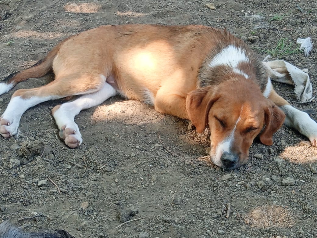 Ira Zorro Dogsavior Jun25 3