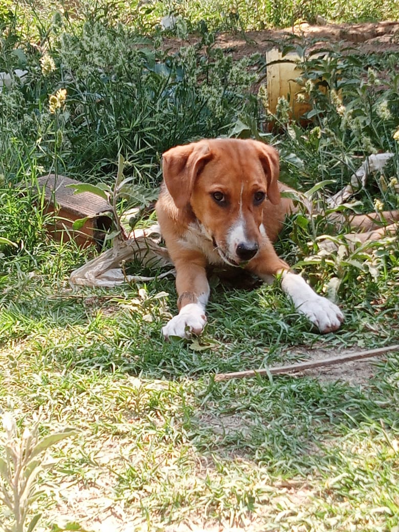 Ira Zorro Dogsavior Jun25 5
