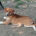 Ira Zorro Dogsavior Jun25 Beitragsbild
