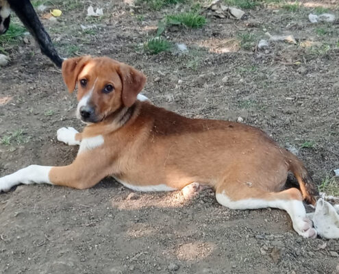 Ira Zorro Dogsavior Jun25 Beitragsbild