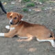 Ira Zorro Dogsavior Jun25 Beitragsbild