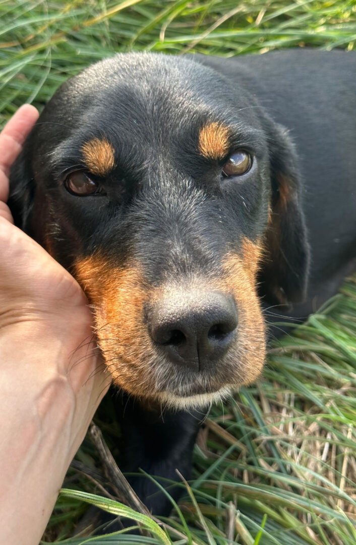 Jacqueline Zorro Dogsavior Jun25 1