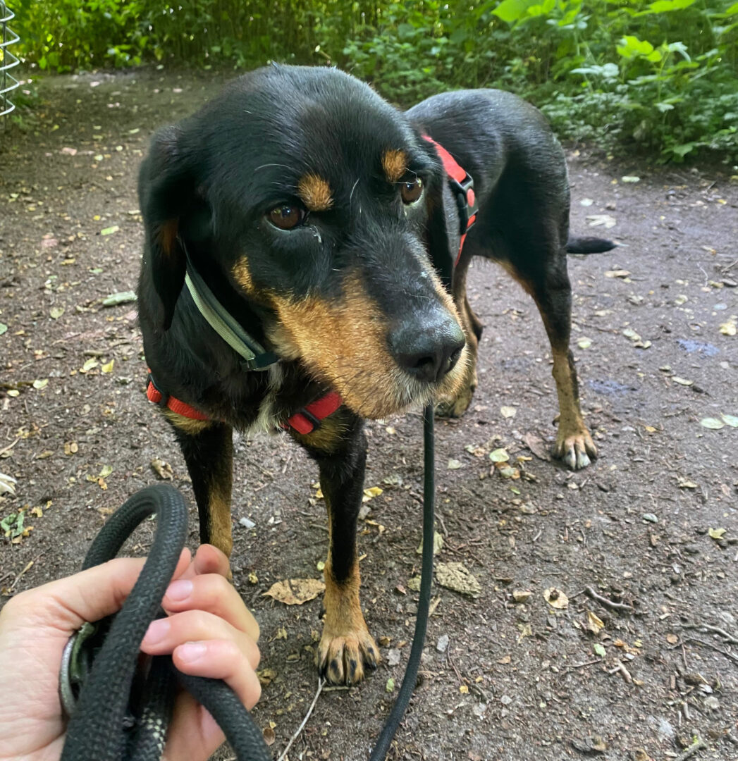 Jacqueline Zorro Dogsavior Jun25 2