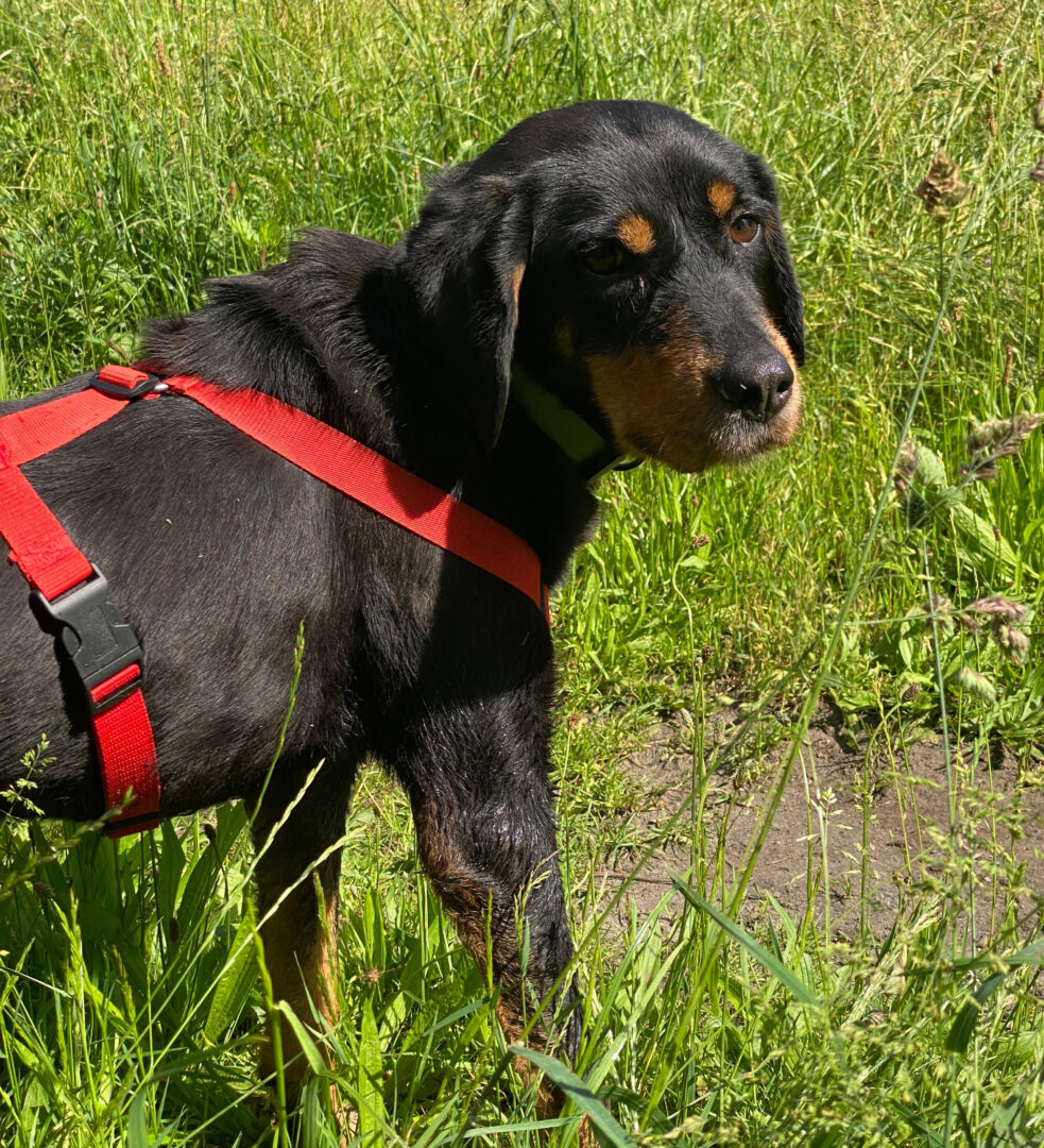 Jacqueline Zorro Dogsavior Jun25 3