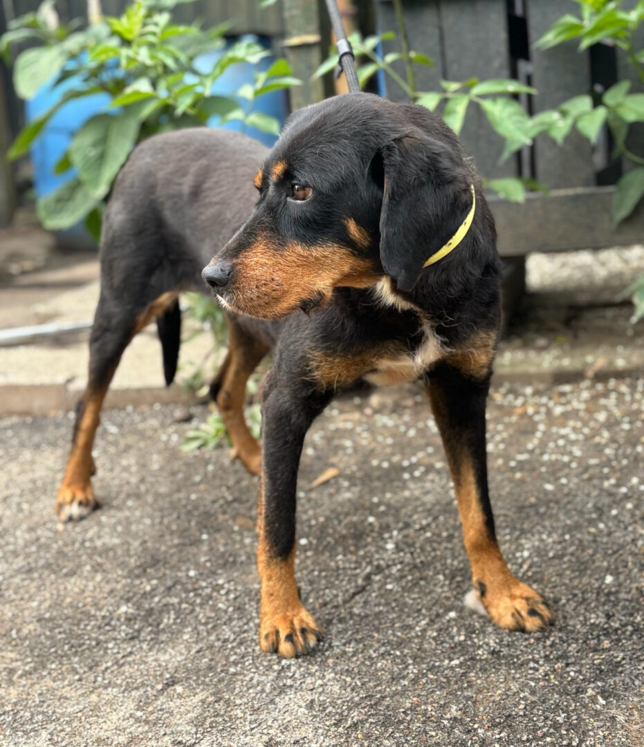Jacqueline Zorro Dogsavior Jun25 4