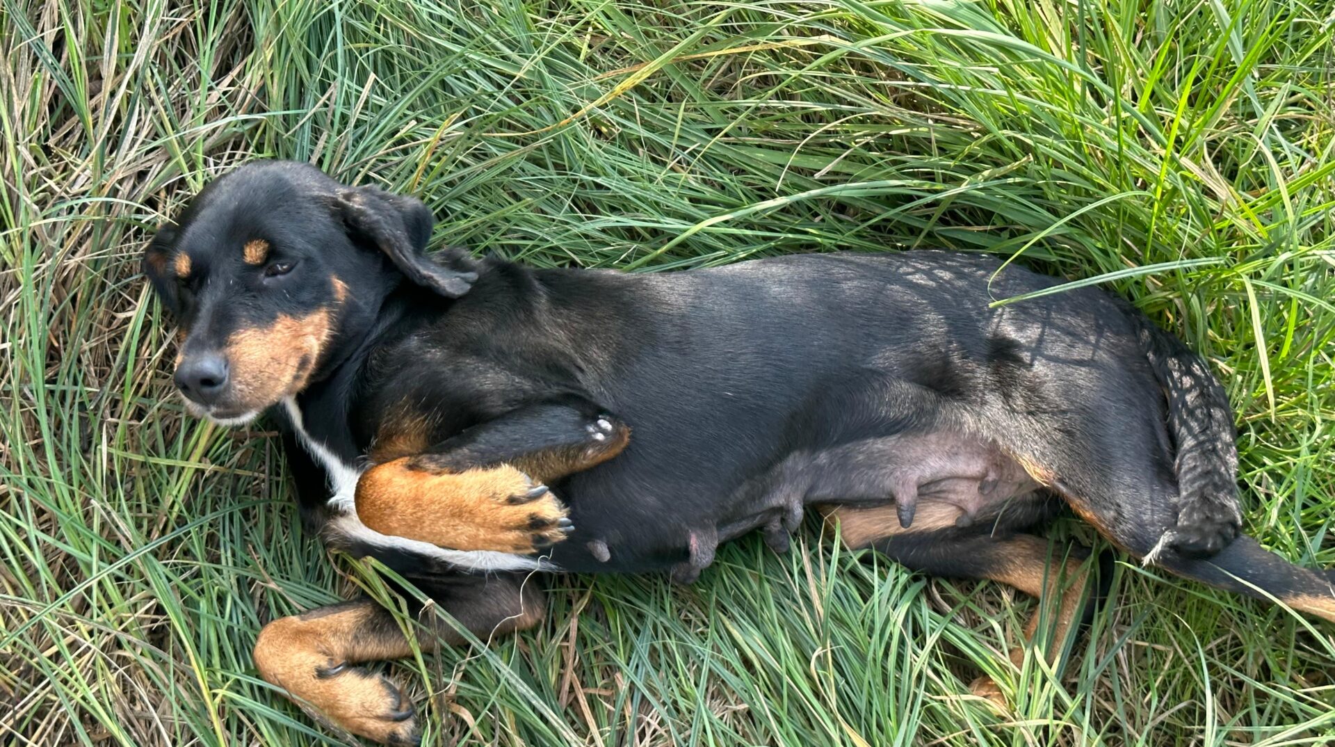 Jacqueline Zorro Dogsavior Jun25 5