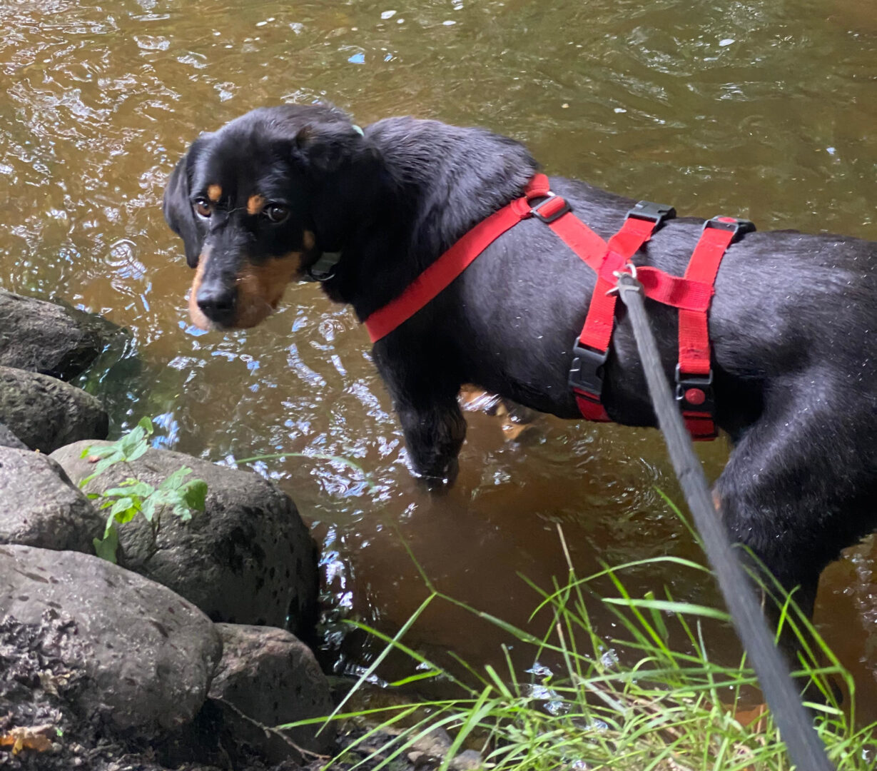 Jacqueline Zorro Dogsavior Jun25 7