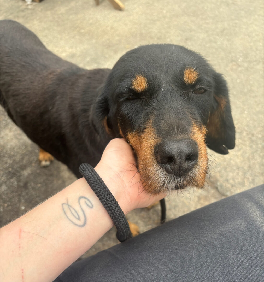 Jacqueline Zorro Dogsavior Jun25 8