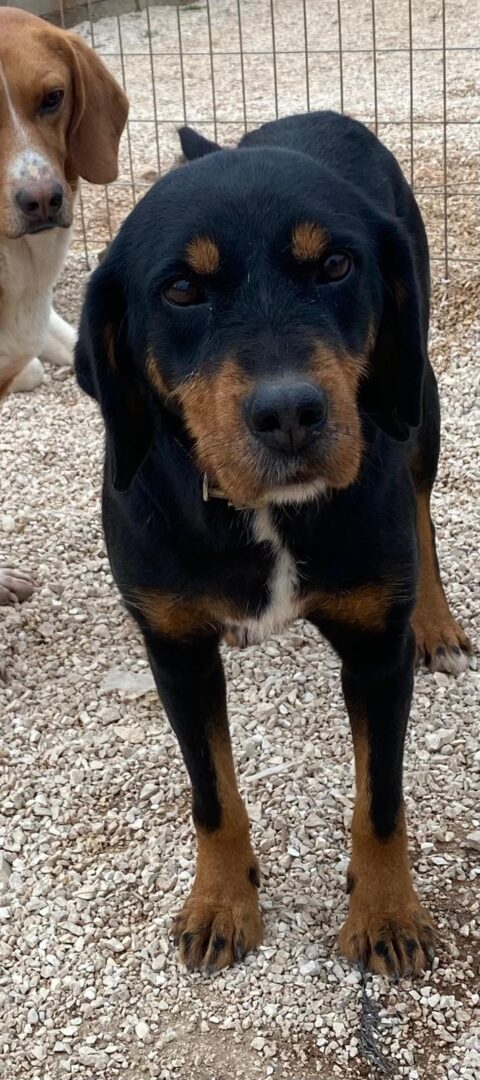 Jacqueline Zorro Dogsavior Jun25 9