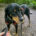 Jacqueline Zorro Dogsavior Jun25 Beitragsbild