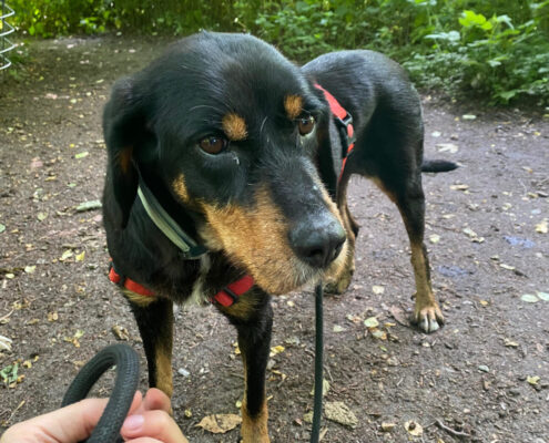 Jacqueline Zorro Dogsavior Jun25 Beitragsbild