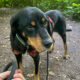Jacqueline Zorro Dogsavior Jun25 Beitragsbild