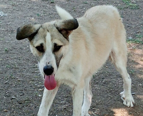 Jojo Zorro Dogsavior Jun25 Beitragsbild
