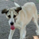 Jojo Zorro Dogsavior Jun25 Beitragsbild