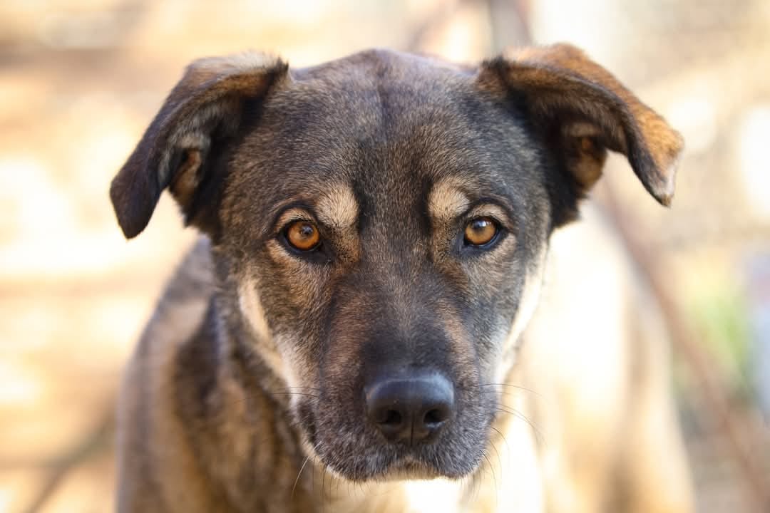 Kostakis Zorro Dogsavior Mai25 2