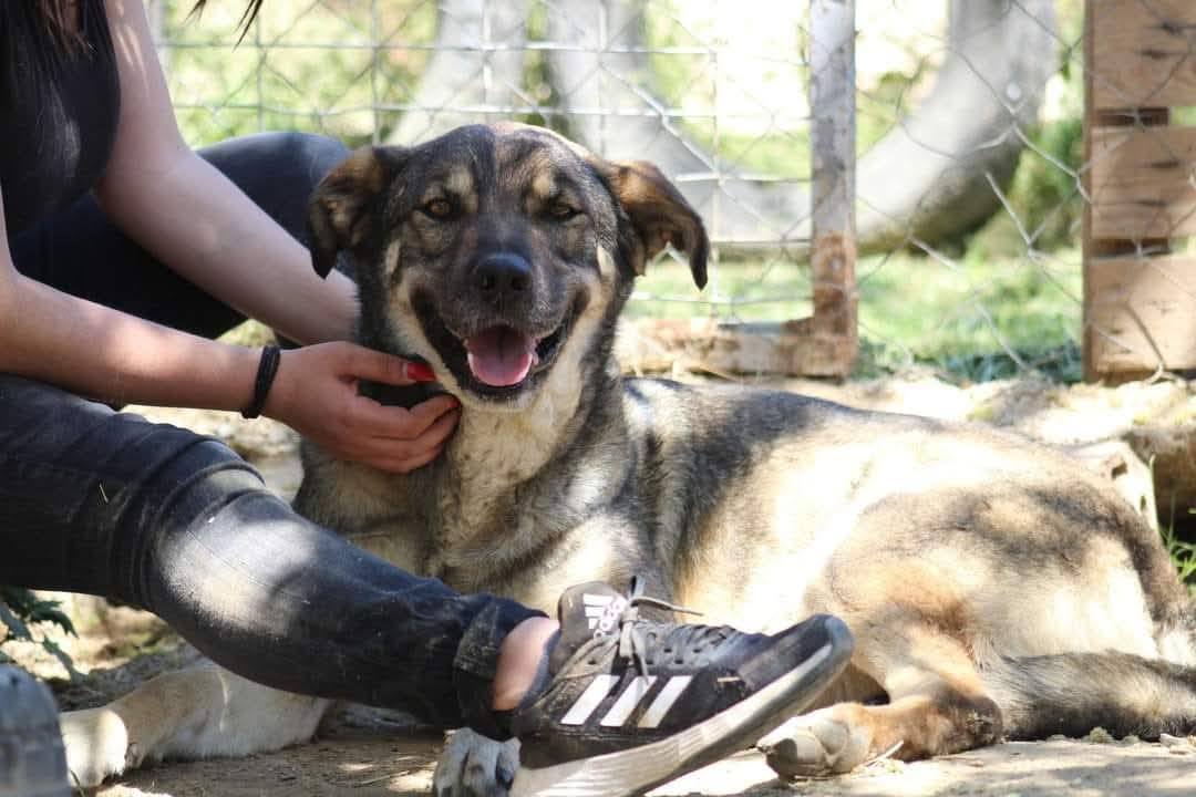 Kostakis Zorro Dogsavior Mai25 3