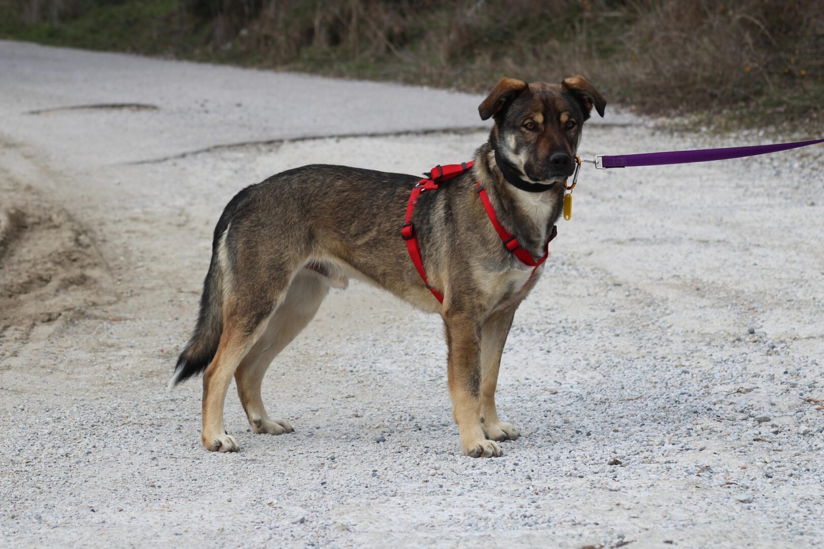 Kostakis Zorro Dogsavior Mai25 4