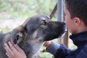 Kostakis Zorro Dogsavior Mai25 6