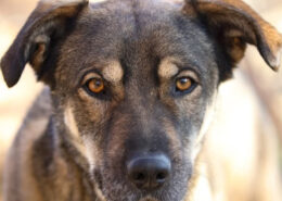 Kostakis Zorro Dogsavior Mai25 Beitragsbild