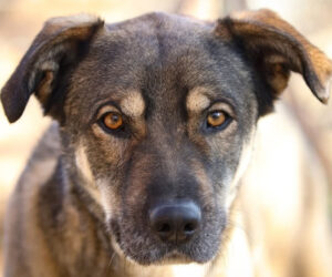 Nahaufnahme eines Hundegesichts mit aufmerksamem Blick und neutralem Hintergrund.