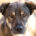 Kostakis Zorro Dogsavior Mai25 Beitragsbild