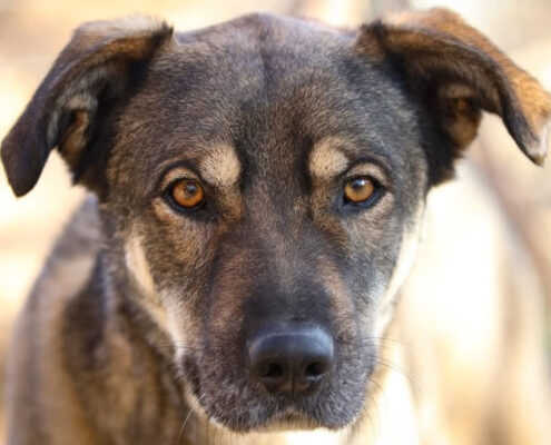 Kostakis Zorro Dogsavior Mai25 Beitragsbild