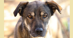 Kostakis Zorro Dogsavior Mai25 SocialMedia