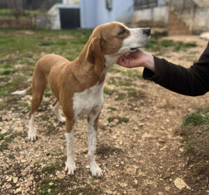 Hand streichelt Hund im Freien auf einem steinigen Boden.