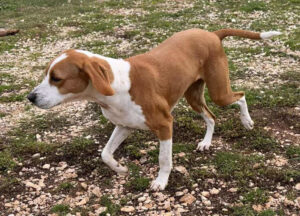 Ein braun-weißer Hund läuft auf einer Wiese mit Steinen.