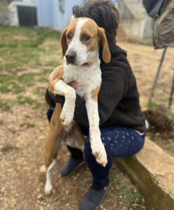 Person hält Hund in einem Außenbereich mit Gras und Kiesboden.